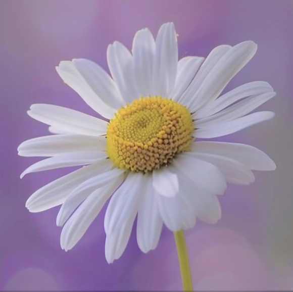 daisyspicks